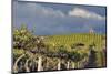 USA, Washington. Syrah Vines at Red Willow Vineyard, Yakima Ava-Janis Miglavs-Mounted Photographic Print