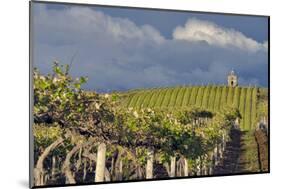 USA, Washington. Syrah Vines at Red Willow Vineyard, Yakima Ava-Janis Miglavs-Mounted Photographic Print