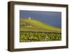 USA, Washington. Syrah Vines at Red Willow Vineyard, Yakima Ava-Janis Miglavs-Framed Photographic Print