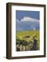 USA, Washington. Syrah Vines at Red Willow Vineyard, Yakima Ava-Janis Miglavs-Framed Photographic Print