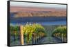 USA, Washington. the Benches Vineyard in the Horse Heaven Hills Ava-Janis Miglavs-Framed Stretched Canvas
