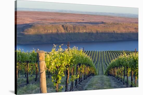 USA, Washington. the Benches Vineyard in the Horse Heaven Hills Ava-Janis Miglavs-Stretched Canvas