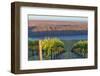 USA, Washington. the Benches Vineyard in the Horse Heaven Hills Ava-Janis Miglavs-Framed Photographic Print