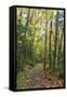 USA, Washington, Tiger Mountain Trail.-Jamie & Judy Wild-Framed Stretched Canvas