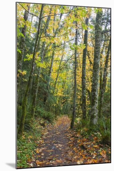 USA, Washington, Tiger Mountain Trail.-Jamie & Judy Wild-Mounted Photographic Print