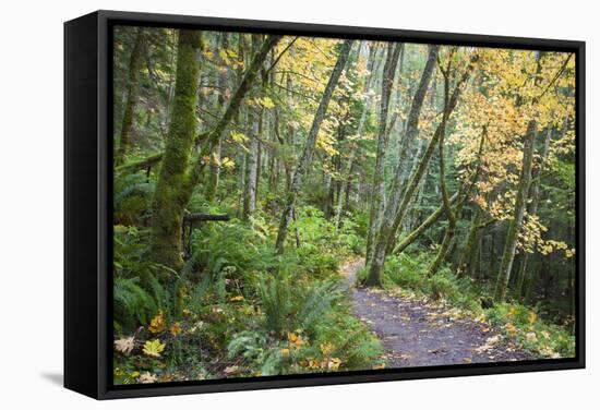 USA, Washington, Tiger Mountain Trail.-Jamie & Judy Wild-Framed Stretched Canvas