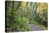 USA, Washington, Tiger Mountain Trail.-Jamie & Judy Wild-Stretched Canvas
