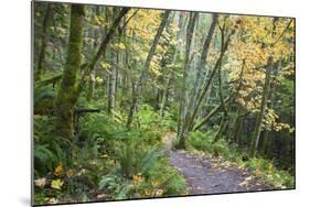 USA, Washington, Tiger Mountain Trail.-Jamie & Judy Wild-Mounted Photographic Print