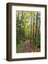 USA, Washington, Tiger Mountain Trail.-Jamie & Judy Wild-Framed Photographic Print