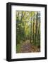 USA, Washington, Tiger Mountain Trail.-Jamie & Judy Wild-Framed Photographic Print