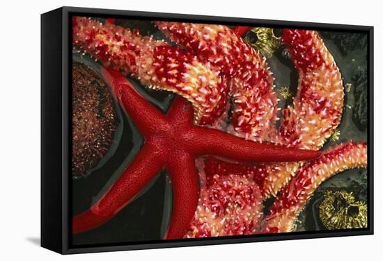 USA, Washington, Tongue Point. Blood and Rainbow Star in Tide Pool-Jaynes Gallery-Framed Stretched Canvas
