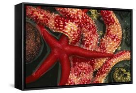 USA, Washington, Tongue Point. Blood and Rainbow Star in Tide Pool-Jaynes Gallery-Framed Stretched Canvas