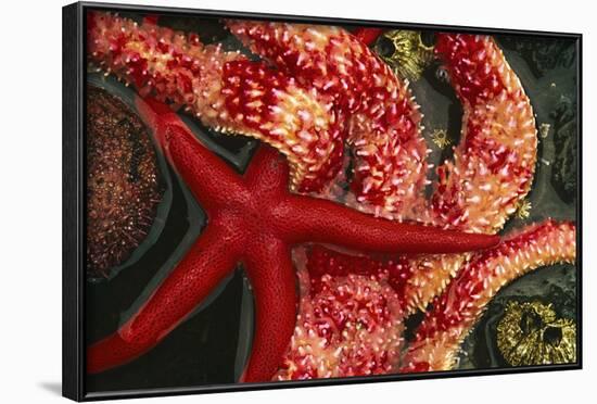 USA, Washington, Tongue Point. Blood and Rainbow Star in Tide Pool-Jaynes Gallery-Framed Photographic Print