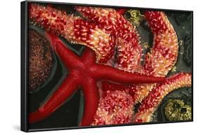 USA, Washington, Tongue Point. Blood and Rainbow Star in Tide Pool-Jaynes Gallery-Framed Photographic Print