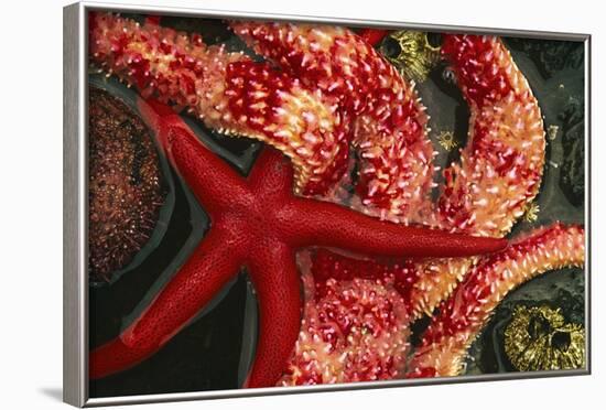 USA, Washington, Tongue Point. Blood and Rainbow Star in Tide Pool-Jaynes Gallery-Framed Photographic Print
