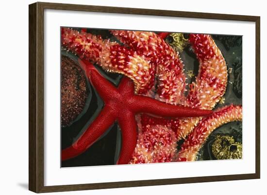 USA, Washington, Tongue Point. Blood and Rainbow Star in Tide Pool-Jaynes Gallery-Framed Photographic Print