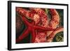 USA, Washington, Tongue Point. Blood and Rainbow Star in Tide Pool-Jaynes Gallery-Framed Photographic Print