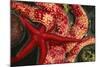 USA, Washington, Tongue Point. Blood and Rainbow Star in Tide Pool-Jaynes Gallery-Mounted Photographic Print