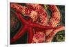 USA, Washington, Tongue Point. Blood and Rainbow Star in Tide Pool-Jaynes Gallery-Framed Photographic Print