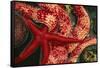 USA, Washington, Tongue Point. Blood and Rainbow Star in Tide Pool-Jaynes Gallery-Framed Stretched Canvas