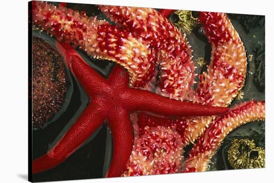 USA, Washington, Tongue Point. Blood and Rainbow Star in Tide Pool-Jaynes Gallery-Stretched Canvas