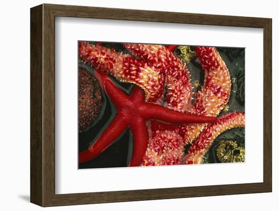 USA, Washington, Tongue Point. Blood and Rainbow Star in Tide Pool-Jaynes Gallery-Framed Photographic Print