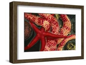 USA, Washington, Tongue Point. Blood and Rainbow Star in Tide Pool-Jaynes Gallery-Framed Photographic Print