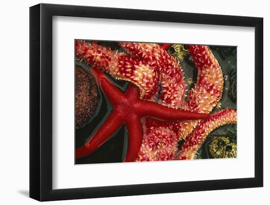 USA, Washington, Tongue Point. Blood and Rainbow Star in Tide Pool-Jaynes Gallery-Framed Photographic Print