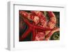 USA, Washington, Tongue Point. Blood and Rainbow Star in Tide Pool-Jaynes Gallery-Framed Photographic Print