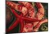 USA, Washington, Tongue Point. Blood and Rainbow Star in Tide Pool-Jaynes Gallery-Mounted Photographic Print