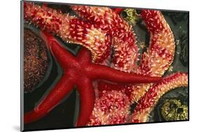 USA, Washington, Tongue Point. Blood and Rainbow Star in Tide Pool-Jaynes Gallery-Mounted Photographic Print