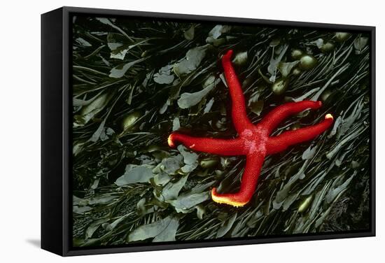 USA, Washington, Tongue Point. Blood Star and Kelp in Tide Pool-Jaynes Gallery-Framed Stretched Canvas