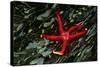 USA, Washington, Tongue Point. Blood Star and Kelp in Tide Pool-Jaynes Gallery-Stretched Canvas