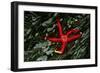 USA, Washington, Tongue Point. Blood Star and Kelp in Tide Pool-Jaynes Gallery-Framed Photographic Print