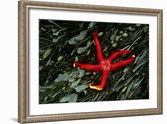 USA, Washington, Tongue Point. Blood Star and Kelp in Tide Pool-Jaynes Gallery-Framed Photographic Print