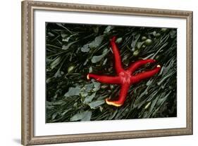 USA, Washington, Tongue Point. Blood Star and Kelp in Tide Pool-Jaynes Gallery-Framed Photographic Print