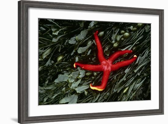 USA, Washington, Tongue Point. Blood Star and Kelp in Tide Pool-Jaynes Gallery-Framed Photographic Print