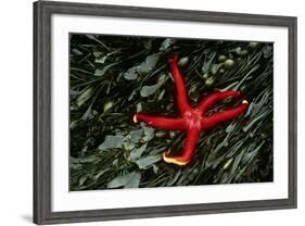 USA, Washington, Tongue Point. Blood Star and Kelp in Tide Pool-Jaynes Gallery-Framed Photographic Print