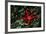 USA, Washington, Tongue Point. Blood Star and Kelp in Tide Pool-Jaynes Gallery-Framed Photographic Print