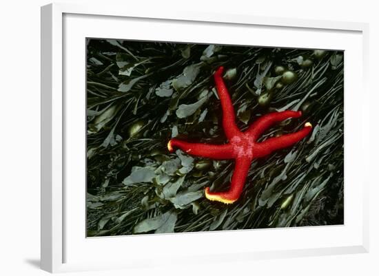 USA, Washington, Tongue Point. Blood Star and Kelp in Tide Pool-Jaynes Gallery-Framed Photographic Print