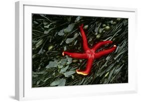 USA, Washington, Tongue Point. Blood Star and Kelp in Tide Pool-Jaynes Gallery-Framed Photographic Print