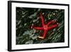 USA, Washington, Tongue Point. Blood Star and Kelp in Tide Pool-Jaynes Gallery-Framed Photographic Print