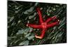 USA, Washington, Tongue Point. Blood Star and Kelp in Tide Pool-Jaynes Gallery-Mounted Photographic Print