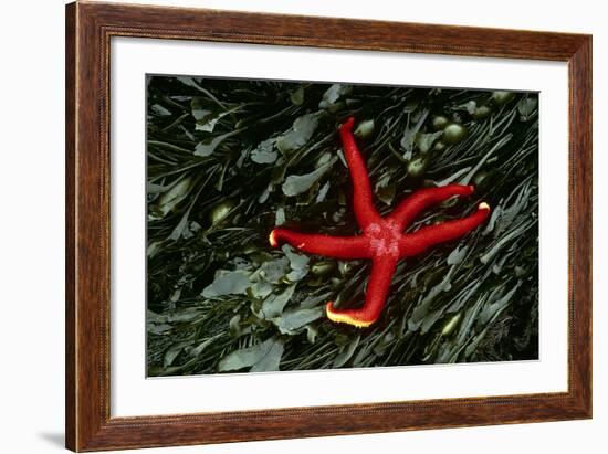 USA, Washington, Tongue Point. Blood Star and Kelp in Tide Pool-Jaynes Gallery-Framed Photographic Print