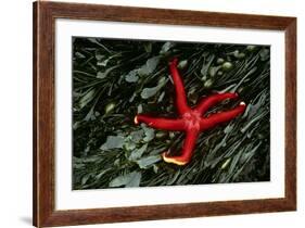 USA, Washington, Tongue Point. Blood Star and Kelp in Tide Pool-Jaynes Gallery-Framed Photographic Print