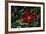 USA, Washington, Tongue Point. Blood Star and Kelp in Tide Pool-Jaynes Gallery-Framed Photographic Print