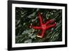 USA, Washington, Tongue Point. Blood Star and Kelp in Tide Pool-Jaynes Gallery-Framed Photographic Print