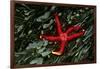 USA, Washington, Tongue Point. Blood Star and Kelp in Tide Pool-Jaynes Gallery-Framed Photographic Print