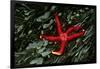 USA, Washington, Tongue Point. Blood Star and Kelp in Tide Pool-Jaynes Gallery-Framed Photographic Print