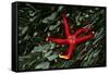 USA, Washington, Tongue Point. Blood Star and Kelp in Tide Pool-Jaynes Gallery-Framed Stretched Canvas